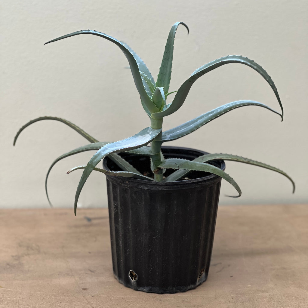 Aloe decaryi