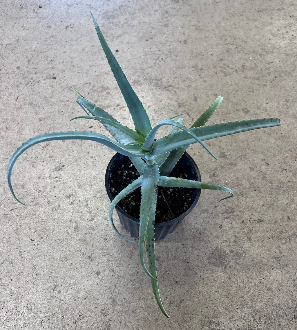 Aloe decaryi