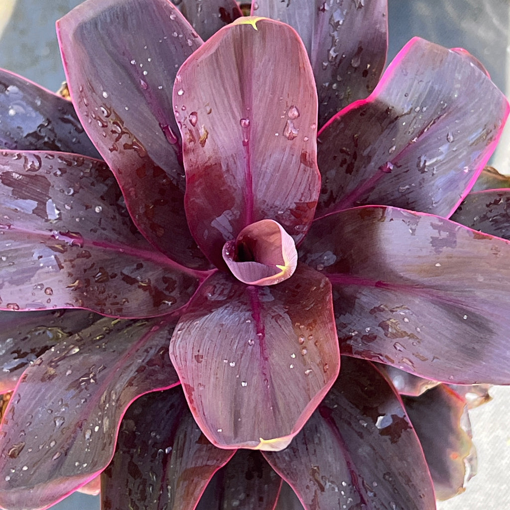 Cordyline fruticosa 'Roly'