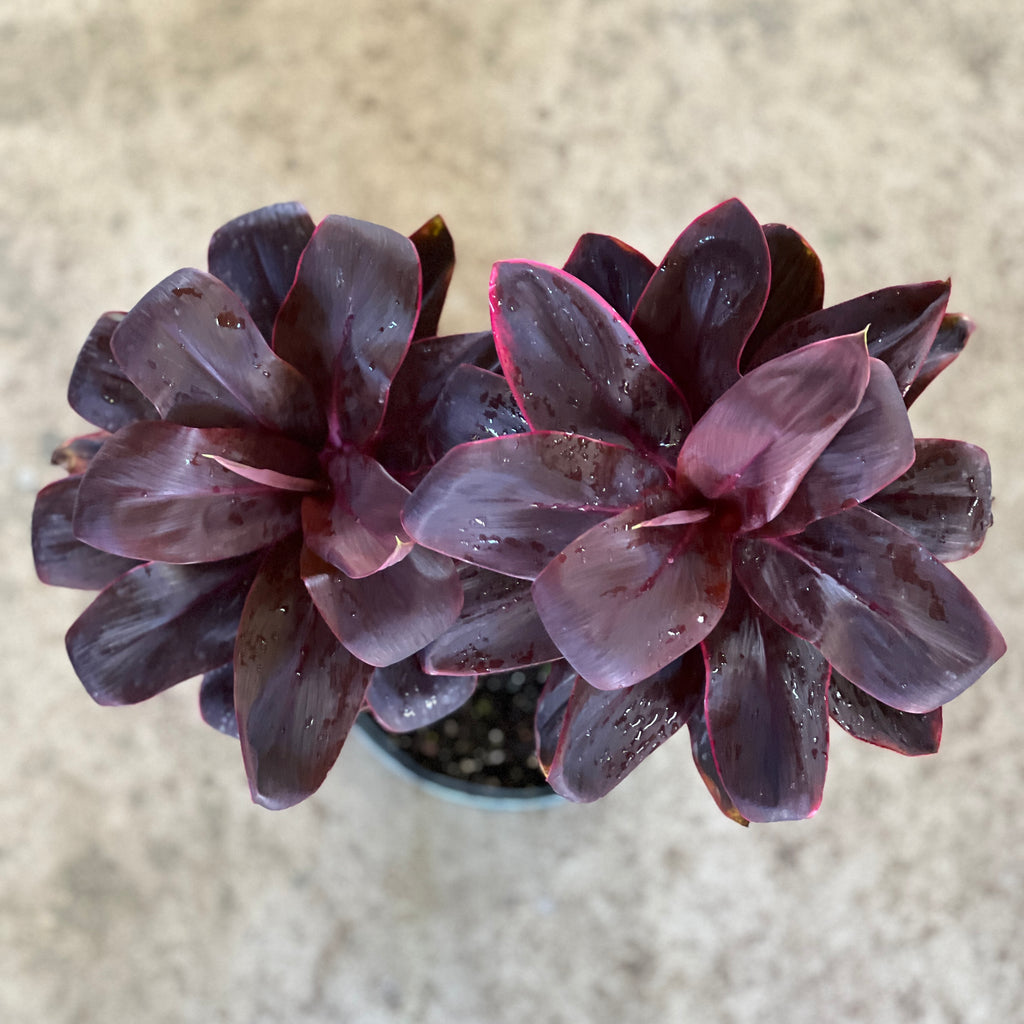 Cordyline fruticosa 'Roly'