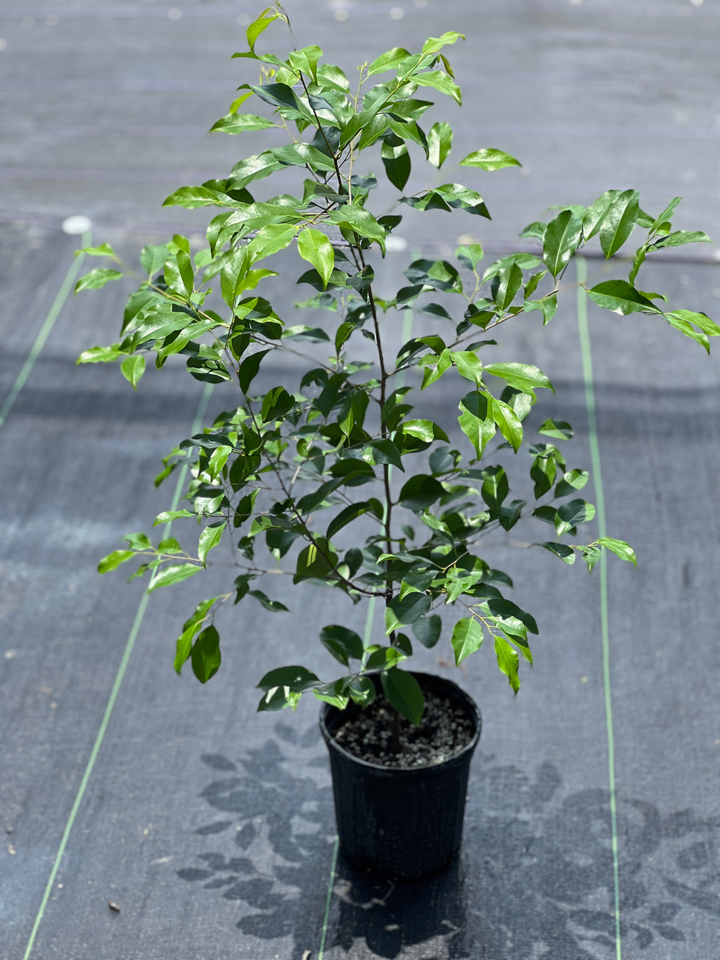 Prunus myrtifolia