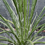 Agave geminiflora