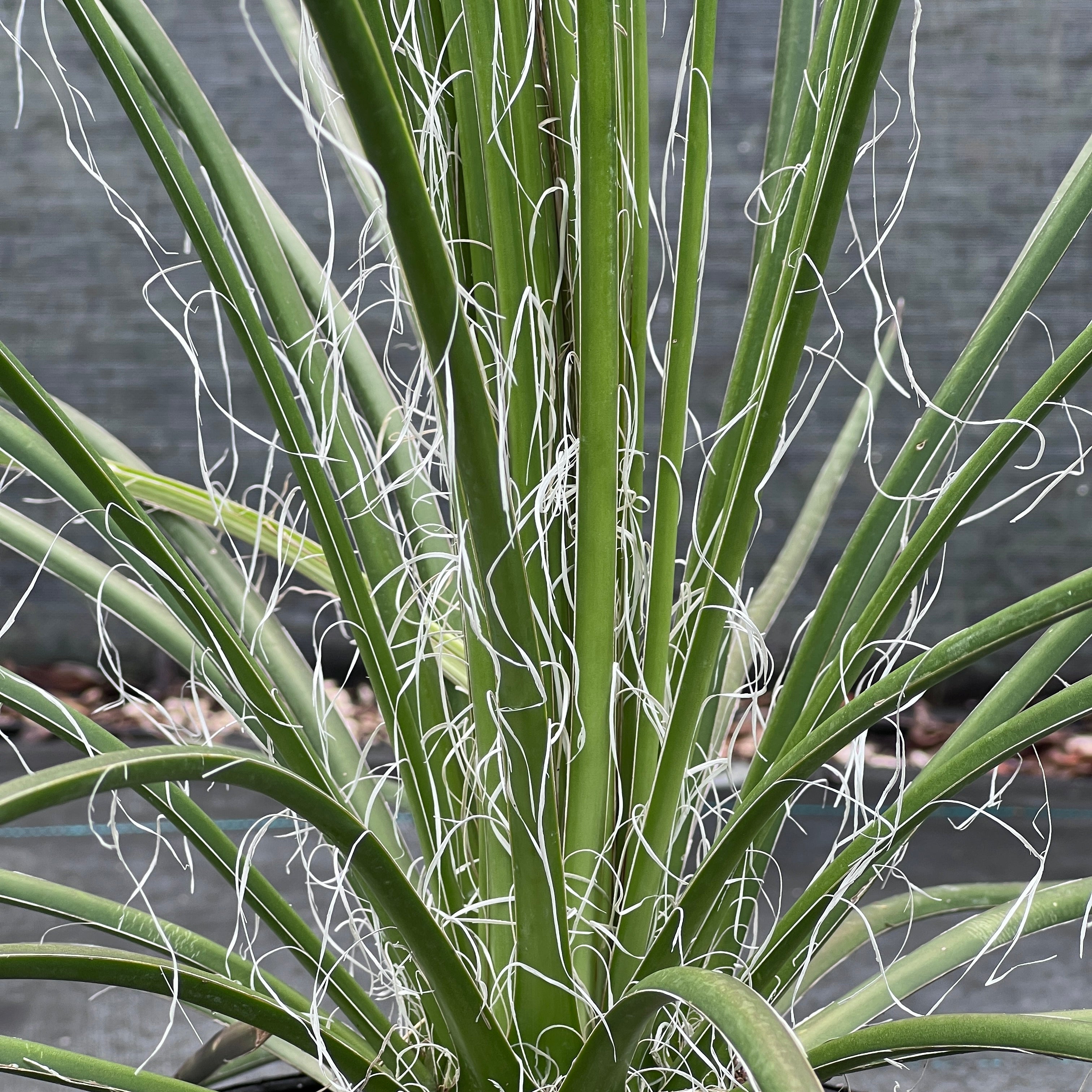 Agave geminiflora