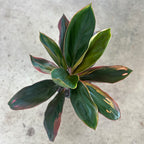 Cordyline fruticosa 'Bronze Sunrise'