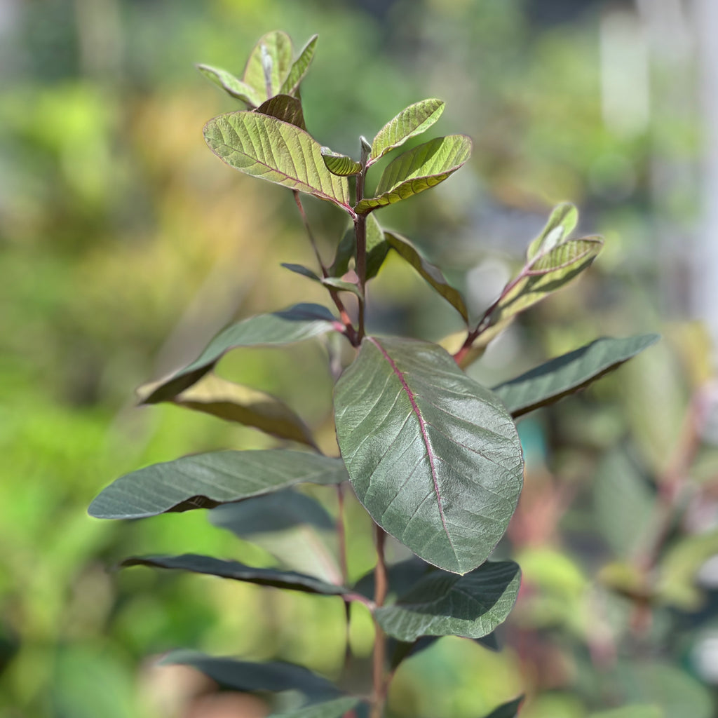 Psidium guajava (Red)