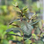 Psidium guajava (Red)