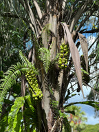 Allagoptera caudescens