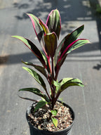 Cordyline fruticosa 'Purple Prince'