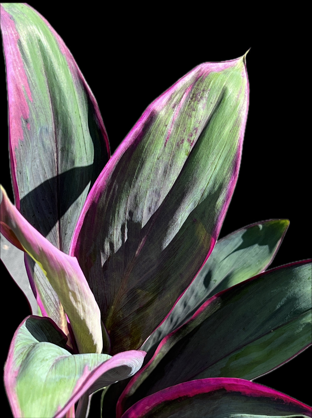 Cordyline fruticosa 'Purple Prince'