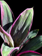 Cordyline fruticosa 'Purple Prince'