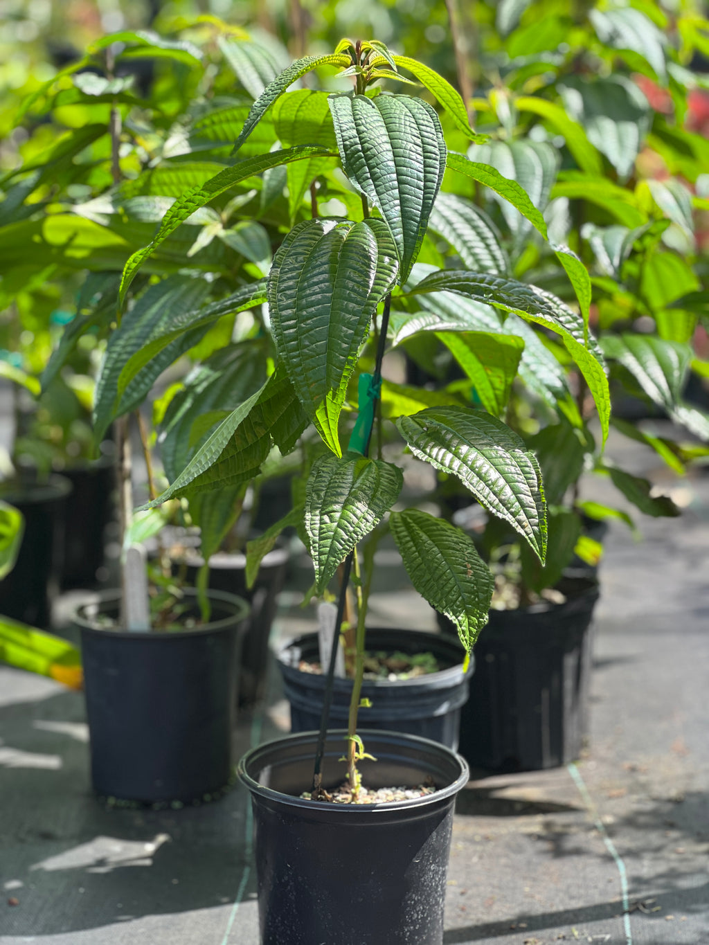 Miconia laevigata