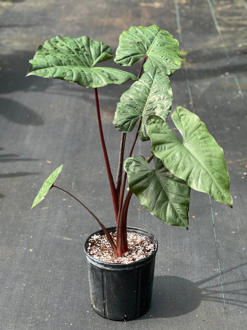 Alocasia plumbea 'Metallica'