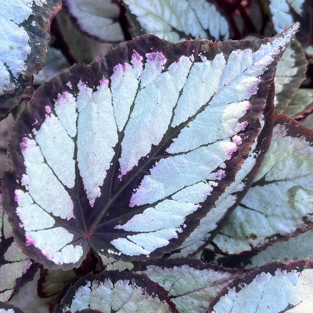 Begonia rex-cultorum