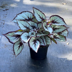 Begonia rex-cultorum