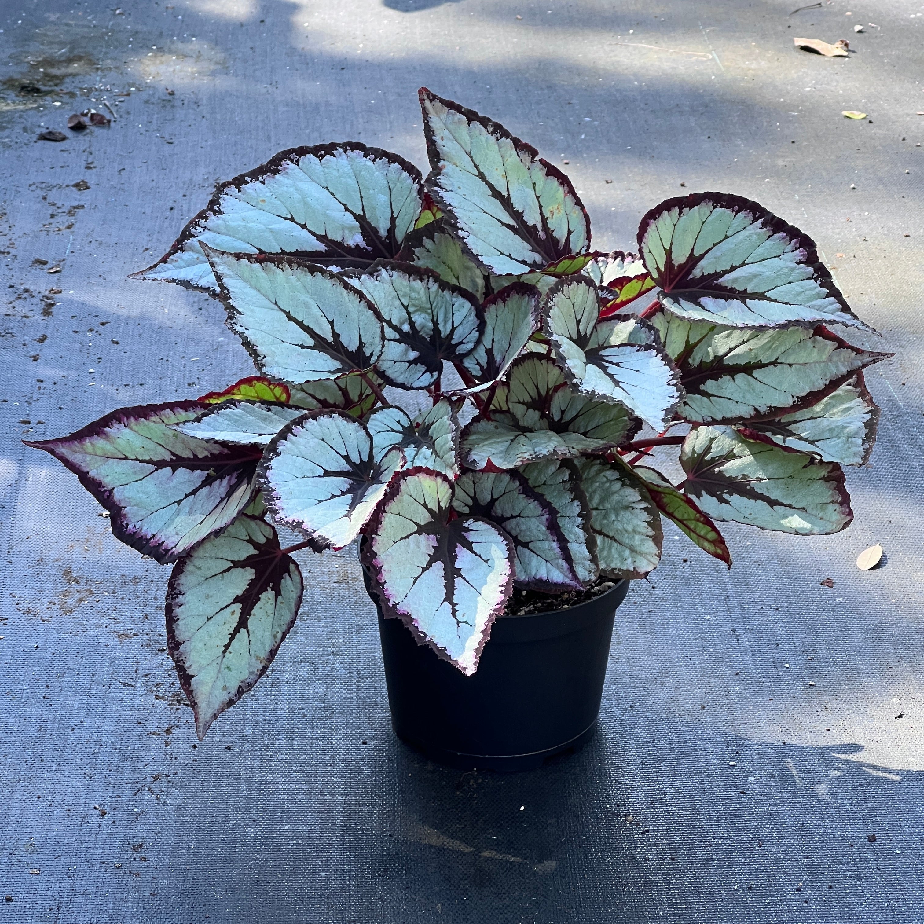 Begonia rex-cultorum