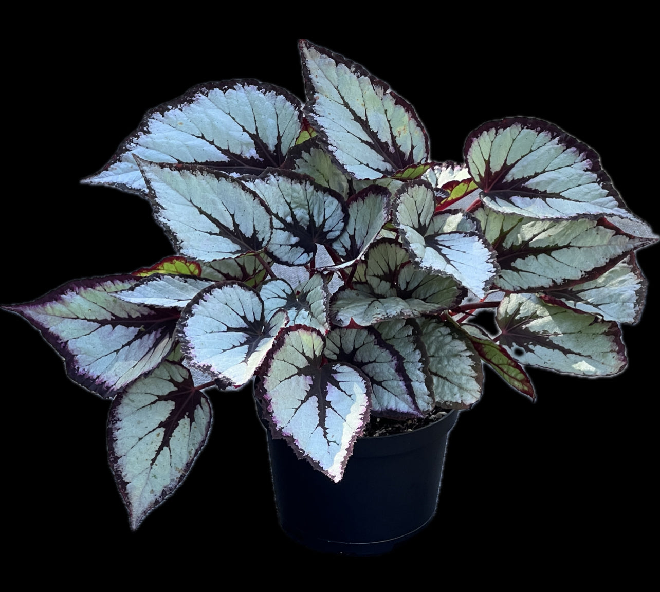 Begonia rex-cultorum