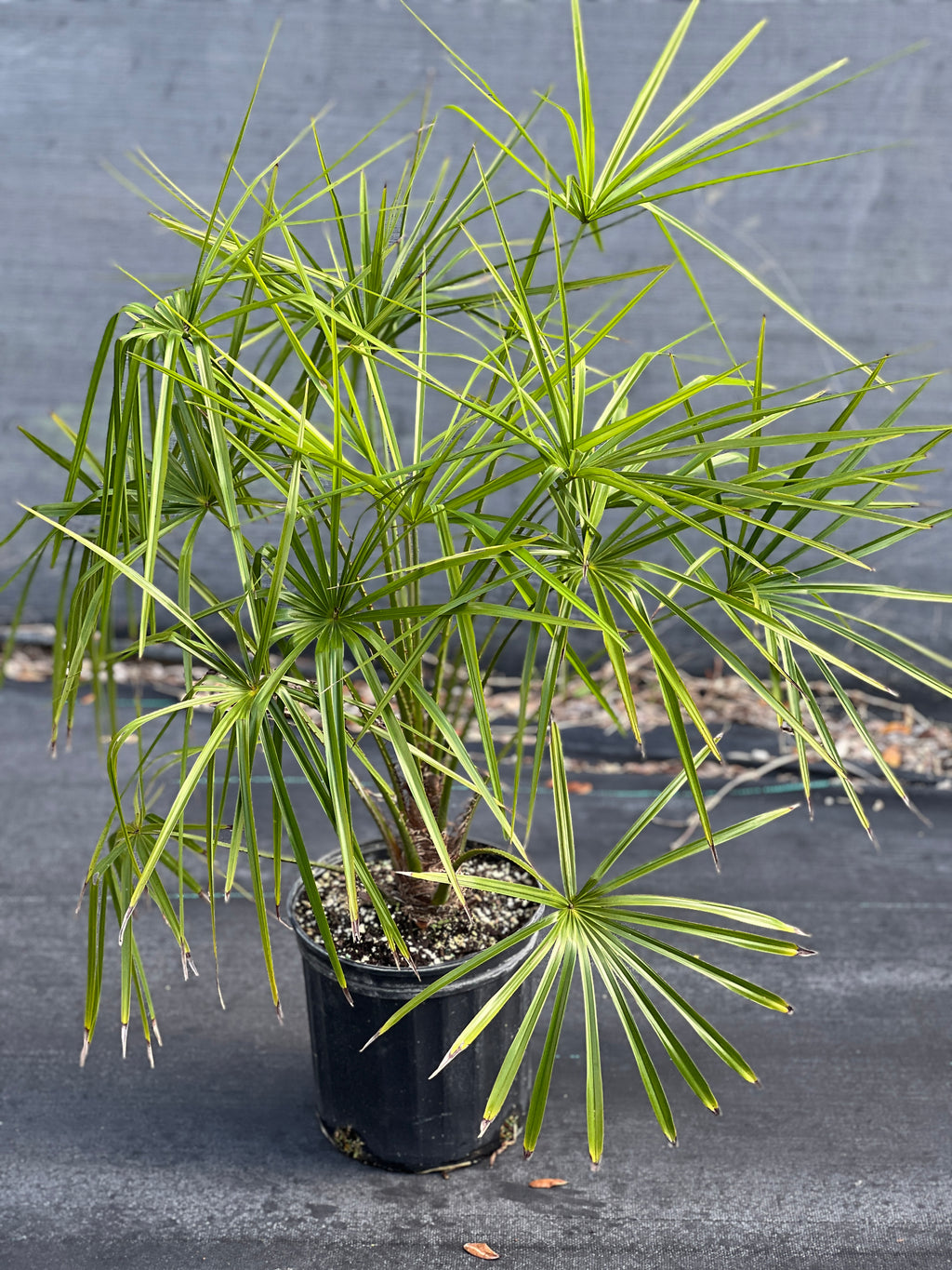 Livistona benthamii