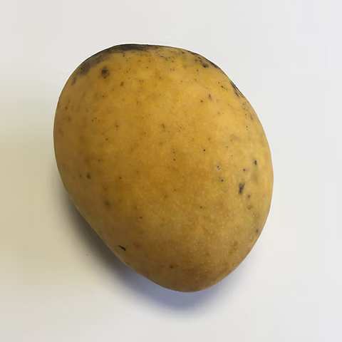 Mangifera indica 'Gary'