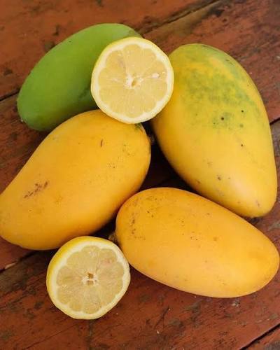 Mangifera indica 'Lemon Zest'