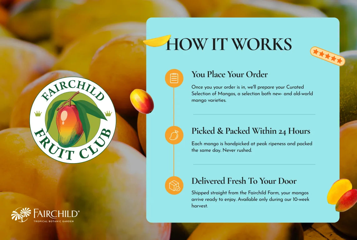 Mango Fruit Club