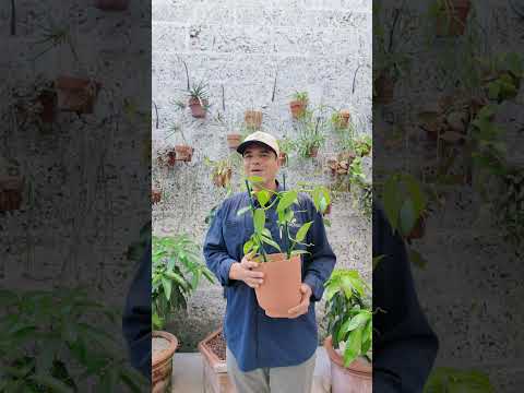 Vanilla planifolia
