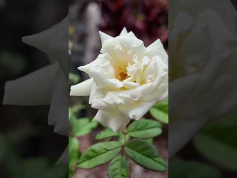 Rosa 'Ducher'