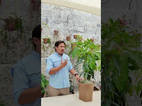 Mangifera indica 'Super Alphonso'