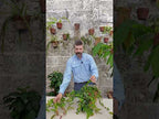 Ficus sagittata