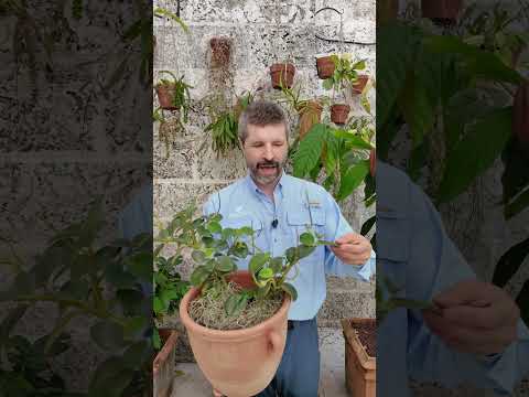 Peperomia incana