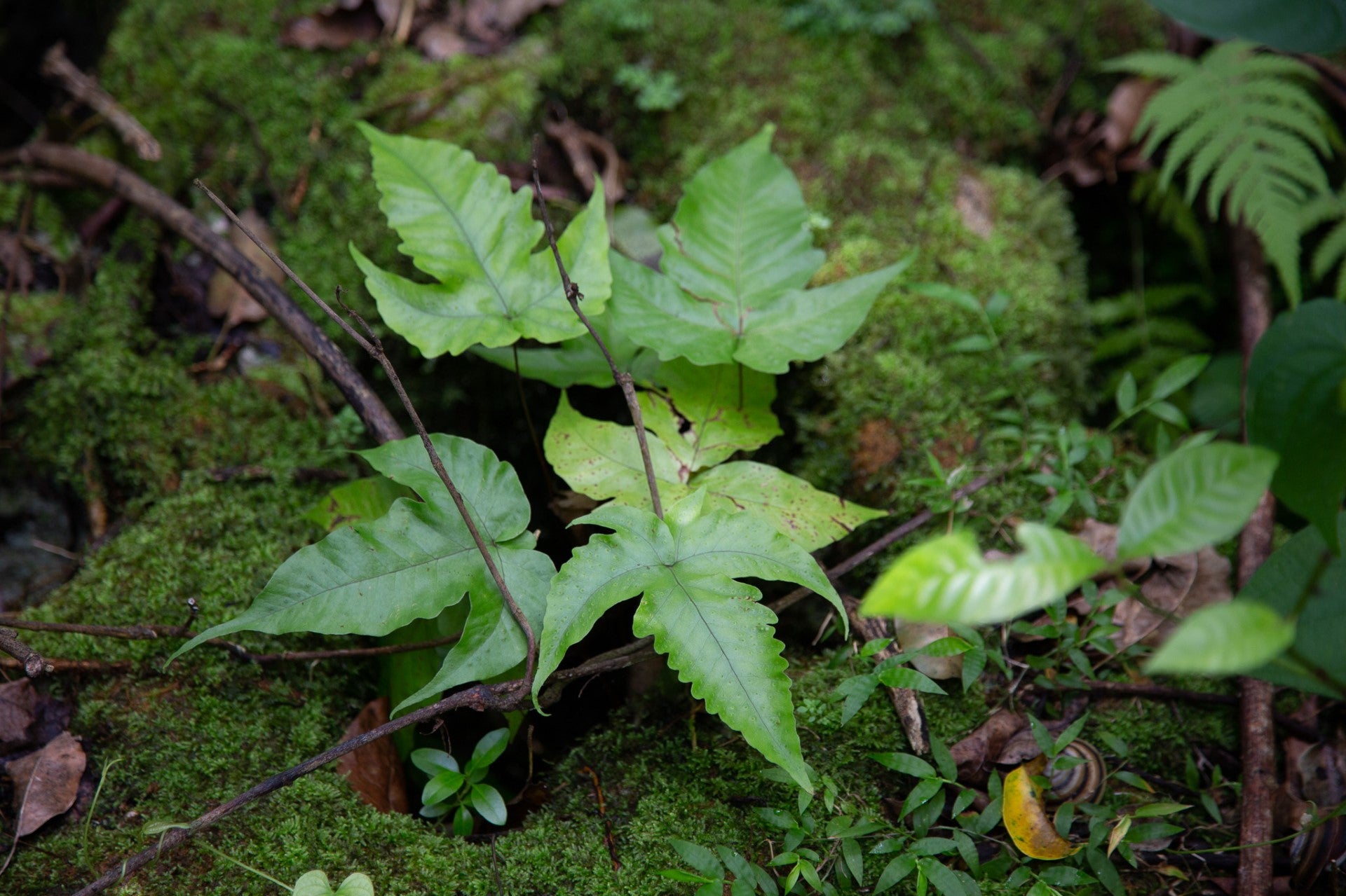Tectaria heracleifolia