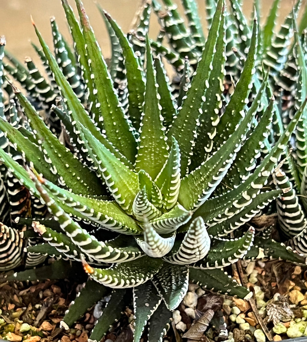 Haworthia fasciata