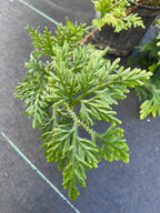 Selaginella plana