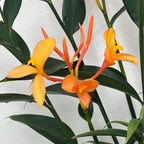 Burbidgea pauciflora