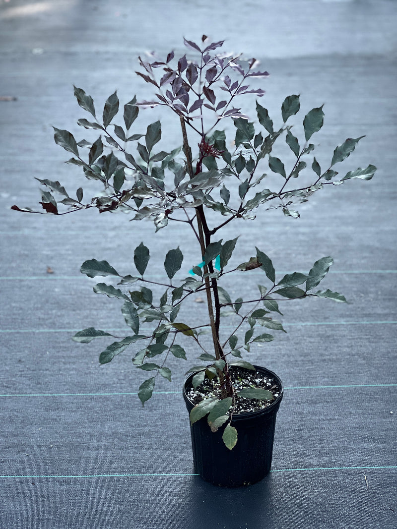 Leea guineensis 'Rubra'