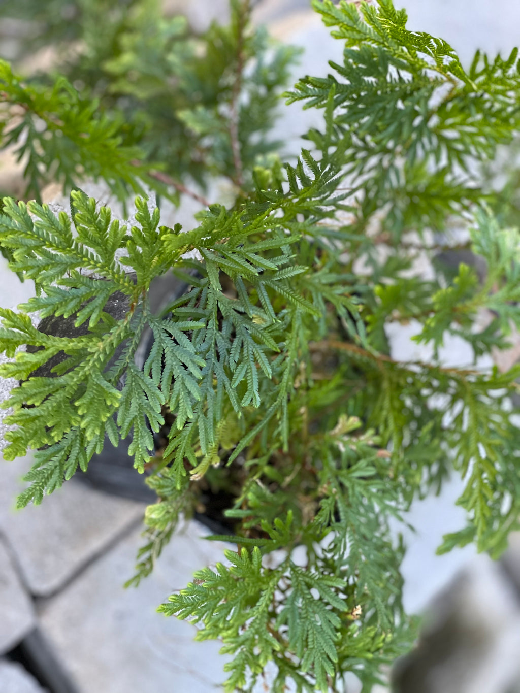 Selaginella plana