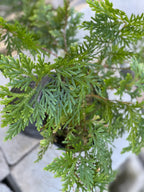 Selaginella plana