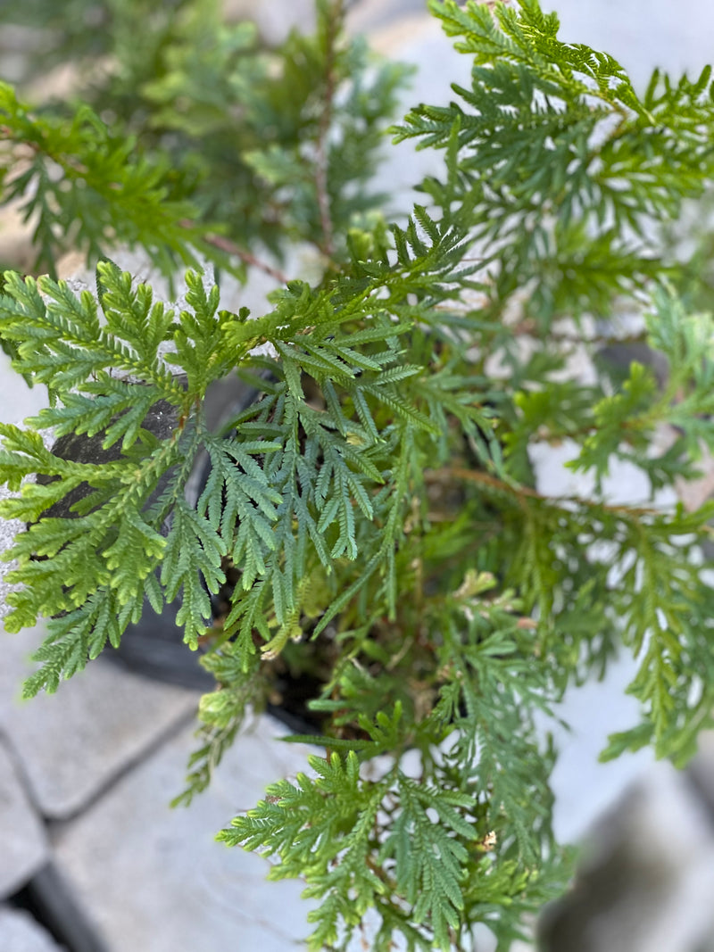Selaginella plana