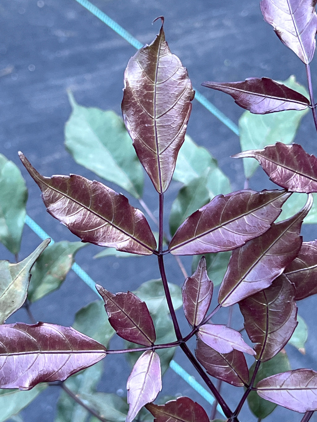 Leea guineensis 'Rubra'