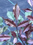 Leea guineensis 'Rubra'