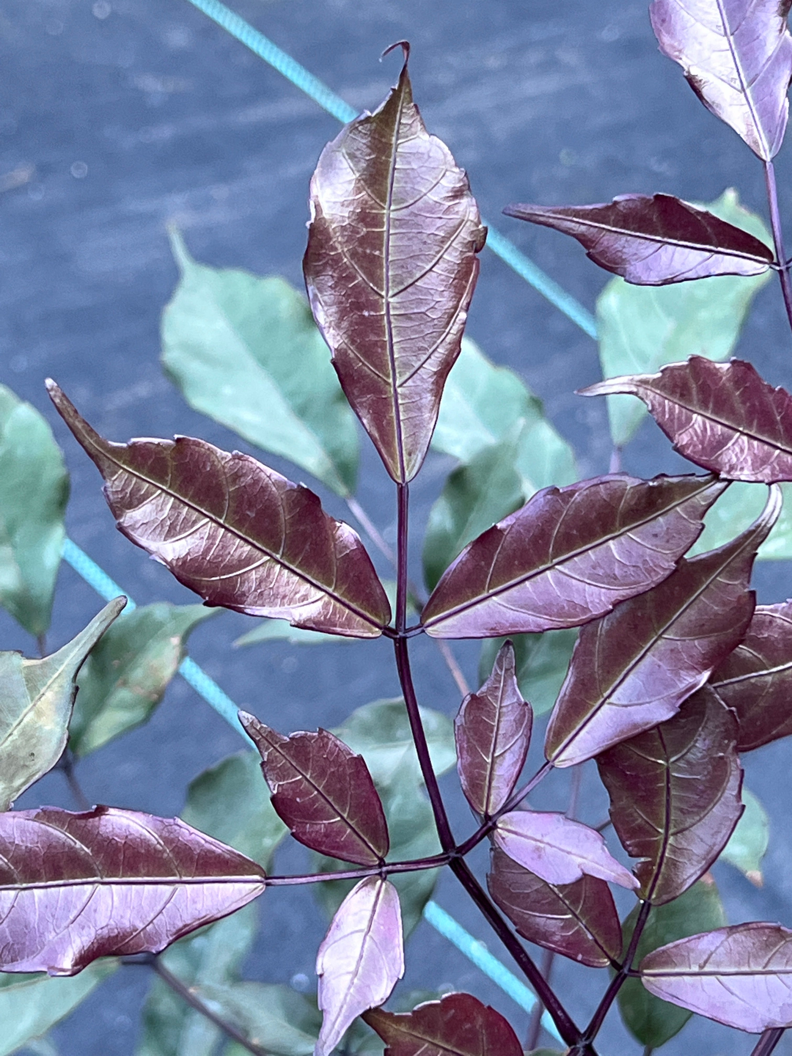 Leea guineensis 'Rubra'