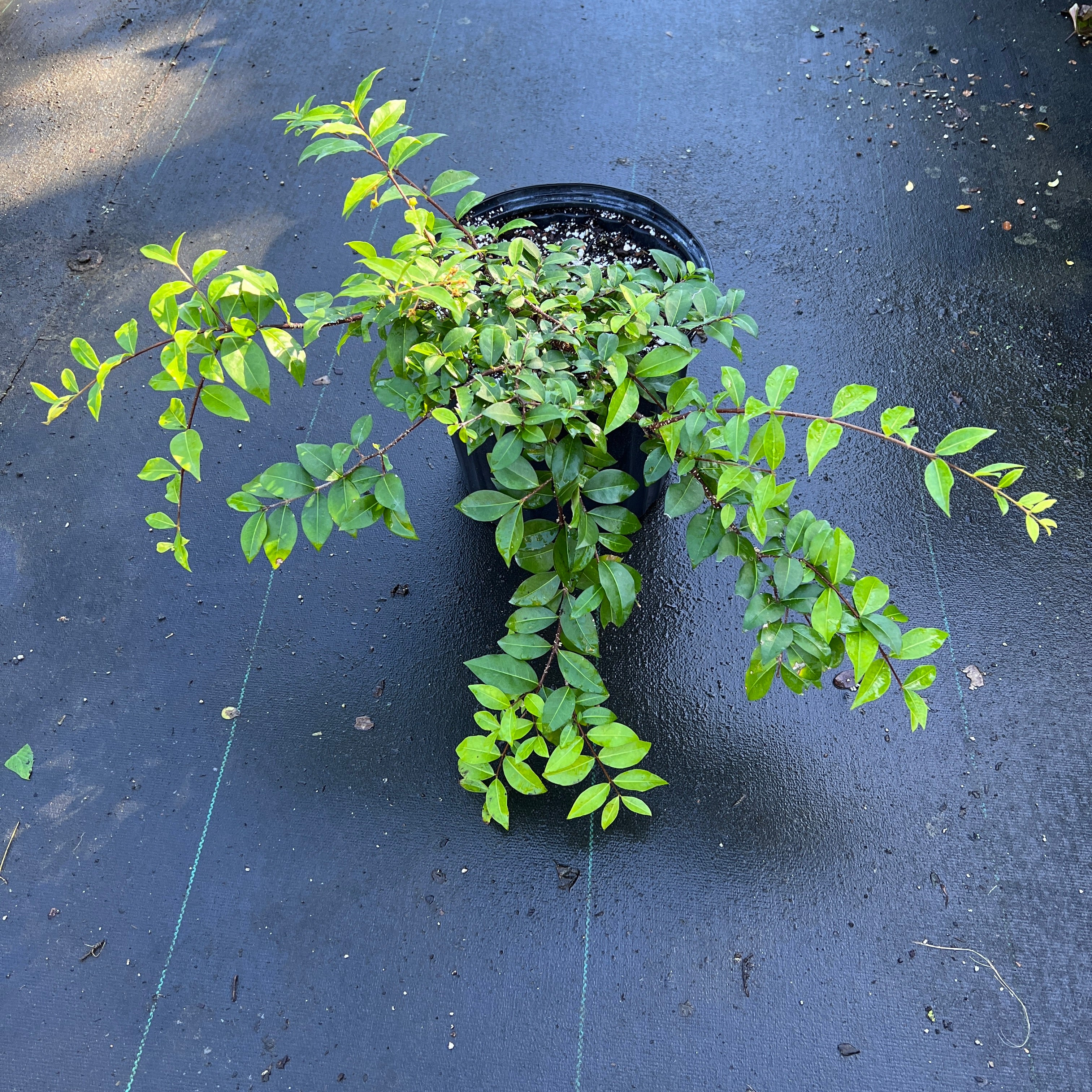Malpighia glabra 'Nana'
