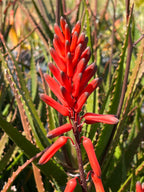 Aloe dawei