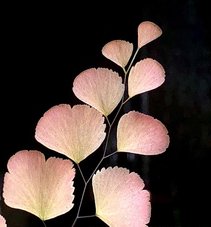 Adiantum tenerum