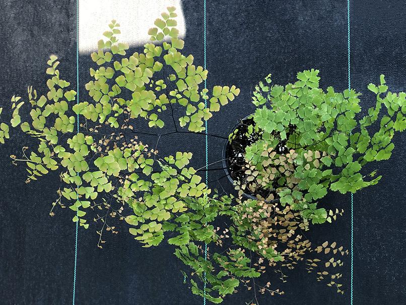 Adiantum tenerum