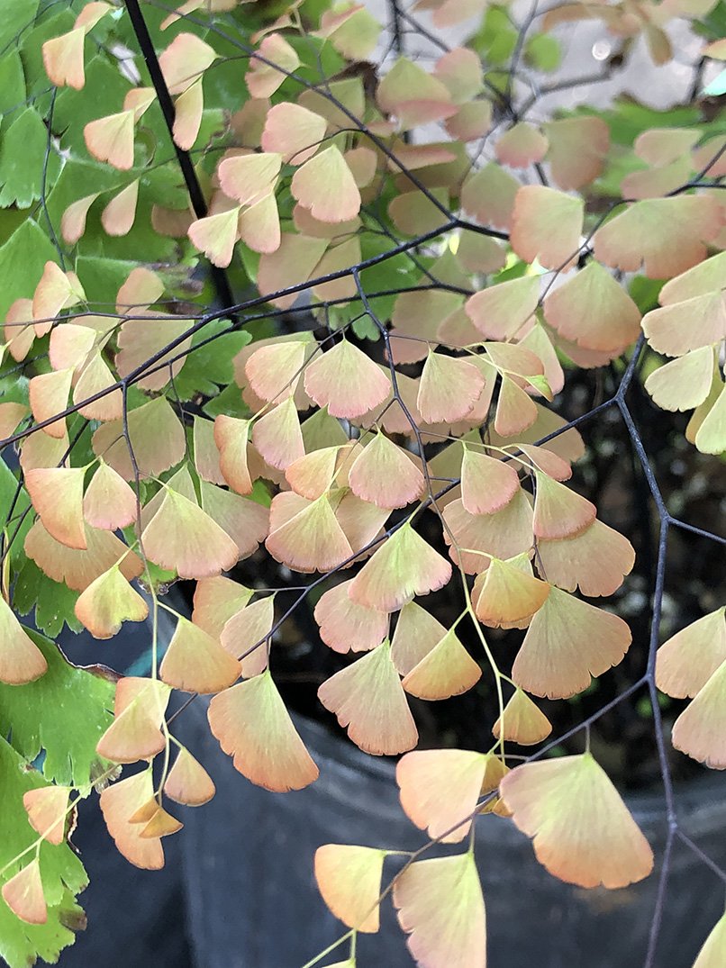 Adiantum tenerum