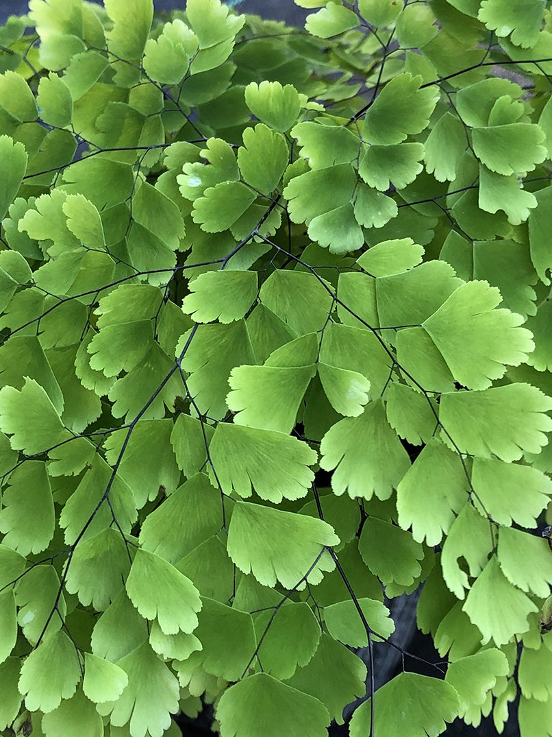 Adiantum tenerum