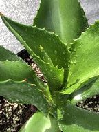 Agave brevispina