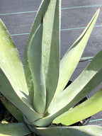 Agave nashii