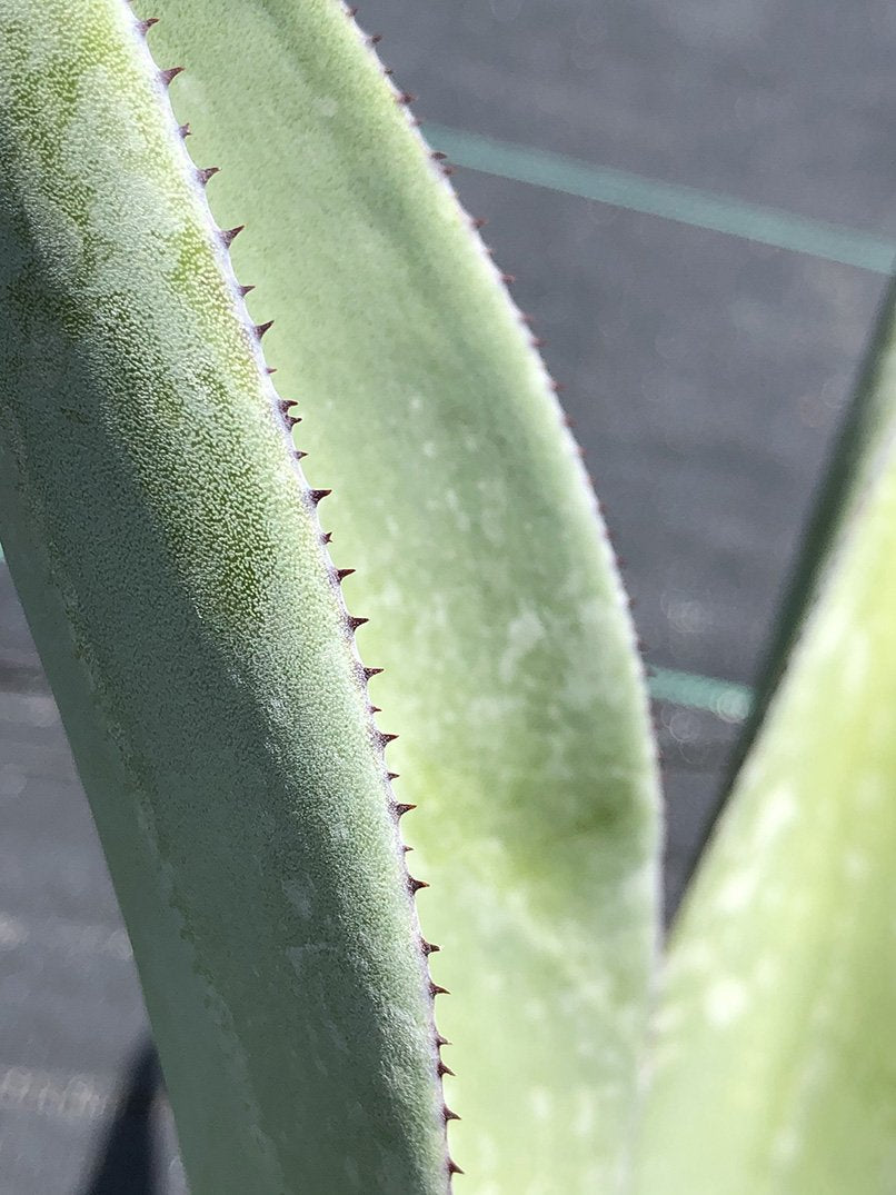 Agave nashii