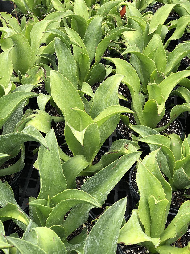 Agave sp. (Caribbean #1)